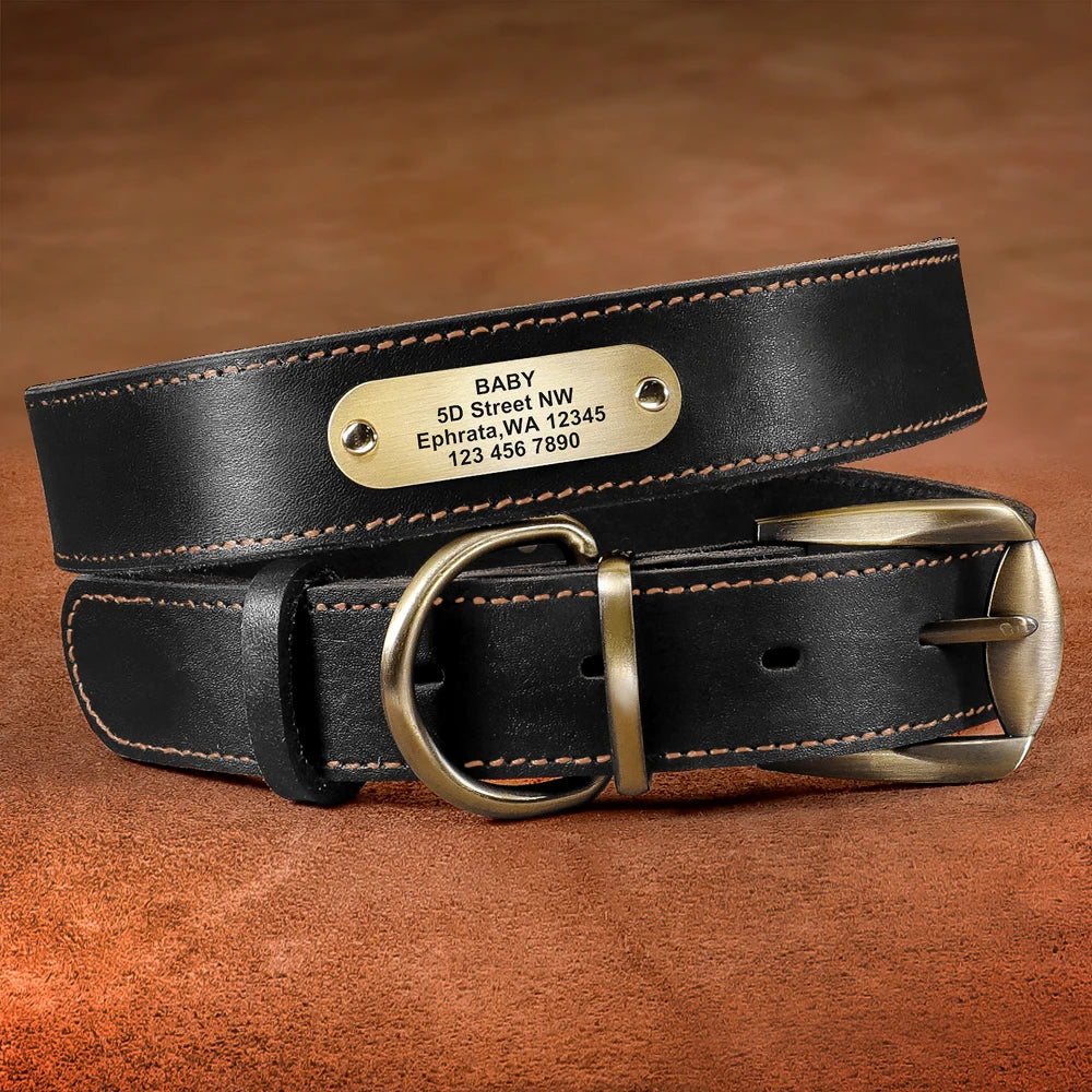 4 lines Custom Padded Collar & Walking Lead Pawnests