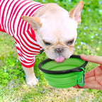 French bulldog drinking from a green collapsible travel bowl outdoors | Pawnests