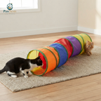 Cats playing in a rainbow foldable tunnel — Pawnests