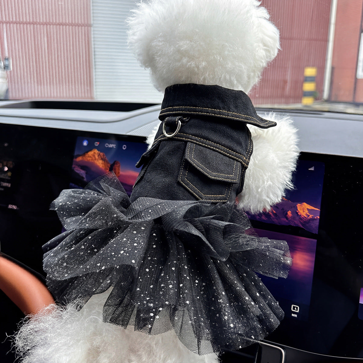 Dog wearing denim skirt on photoshoot — birthday and holiday pet outfit | Pawnests