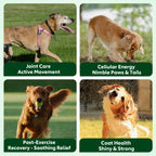 Senior dog mobility and energy supplement — bacon flavored soft chews | Pawnests